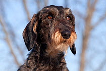 Head portrait of Miniature Dachshund, black and tan coloured, wire haired, Illinois, USA