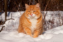 Portrait of young male yellow tabby cat  in snow,  Illinois, USA