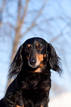 Head portrait of Miniature Dachshund (black coloured, long haired, Illinois, USA