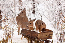 White tailed deer (Odocoileus virginianus) at corn feeder, in snow covered woodland, Illinois, USA