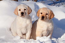 Two Yellow Labrador Retriever puppies sitting in snow, Illinois, USA