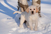 Labrador Retriever 10-week puppy standing in snow, Illinois, USA