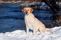 Yellow Labrador Retriever sitting in snow by stream, Illinois, USA