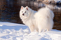American Eskimo dog standing in snow,  Illinois, USA