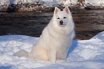 American Eskimo dog sitting in snow,  Illinois, USA
