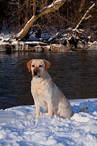 Yellow Labrador Retriever sitting in snow by stream, Illinois, USA