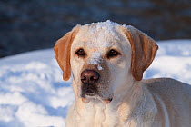 Head portrait of female yellow Labrador Retriever  in snow, Illinois, USA