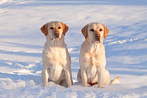 Two Yellow Labrador Retrievers sitting in snow, Illinois, USA