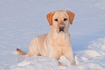 Portrait of yellow Labrador Retriever lying in snow, Illinois, USA