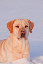 Portrait of yellow Labrador Retriever lying in snow, Illinois, USA