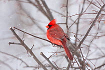 Male Cardinal (Cardinalis cardinalis) perched on branch in snow storm, Illinois, USA