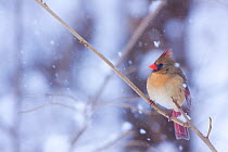Female Northern Cardinal (Cardinalis cardinalis) perched on branch in snow storm, Illinois, USA