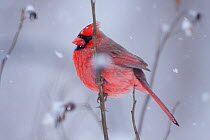 Male Northern Cardinal (Cardinalis cardinalis) perched on branch in snow storm, Illinois, USA