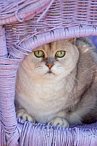 Portrait of male American Shorthaired cat peering out from corner of wicker bench, Illinois, USA