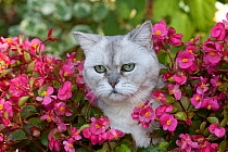 Head portrait of American Shorthair Cat amongst flowers Illinois, USA