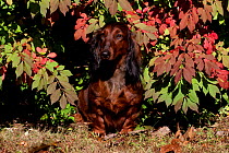 Portrait of longhaired Dachshund sitting autumn leaves of burning bush, Connecticut, USA