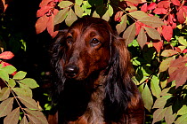 Head portrait of longhaired Dachshund sitting autumn leaves of burning bush, Connecticut, USA