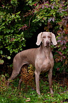 Portrait of Weimaraner standing in show stack posture, by Virginia creeper vines, Connecticut, USA
