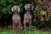 Pair of Weimaraners sitting under bush boughs, Colchester, Connecticut, USA