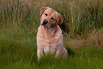 Portrait of yellow Labrador Retriever on salt marshes, sitting with head cocked, Connecticut, USA