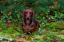 Portrait of Smooth haired, red Dachshund standing on club moss among autumn oak leaves and rain-soaked pine needles Connecticut, USA