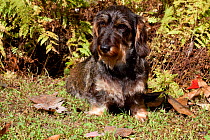 Portrait of Wirehaired Dachshund sitting by ferns Connecticut, USA