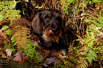 Portrait of wire haired Dachshund sitting by ferns Connecticut, USA