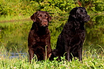 Chocolate and black Labrador Retrievers sitting in clover at edge of pond, Colchester, Connecticut, USA