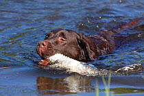 Chocolate Labrador Retriever swimming in pond, retrieving training bumper, Connecticut, USA