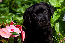 Head portrait of Black Labrador Retriever puppy in garden, Connecticut, USA
