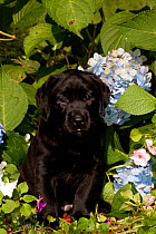 Head portrait of Black Labrador Retriever puppy in garden, Connecticut, USA