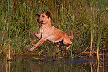 Yellow Labrador Retriever jumping into pond on a retrieve  Illinois, USA