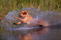 Yellow Labrador Retriever jumping into pond on a retrieve, Illinois, USA