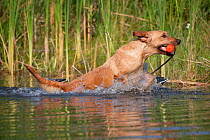 Yellow Labrador Retriever with orange training bumper, splashing out of pond, Illinois, USA