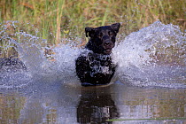 Black Labrador Retriever plunging into pond on a retrieve Illinois, USA