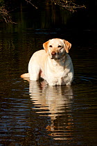 Yellow Labrador Retriever standing in stream, Illinois, USA