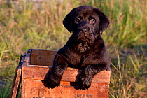 Portrait of Black Labrador Retriever puppy in antique wooden egg box, Illinois, USA