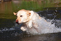 Yellow Labrador Retriever plunging into stream to start retrieving, Illinois, USA