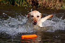 Yellow Labrador Retriever plunging into stream to retrieve orange training bumper, Illinois, USA