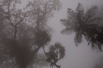 Forest vegetation in mist on the western slope of the Mindo Cloud Forest, Ecuador, South America