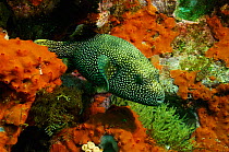 Guineafowl Puffer (Arothron meleagris) Wolf Island in the northern archepelago, Galapagos Islands, Equador, South America