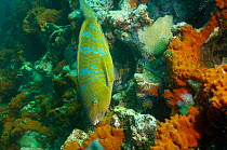 Blue-chin Parrotfish (Scarus ghobban) Wolf Island in the northern archepelago, Galapagos Islands, Equador, South America