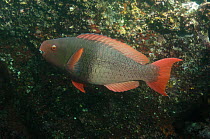 Bicolor Parrotfish (Scarus rubroviolaceus) Wolf Island in the northern archepelago, Galapagos Islands, Equador, South America