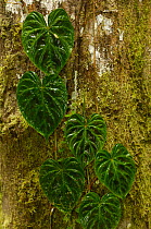 Detail of epiphytic plant, Lowlands of Western Ecuador, South America