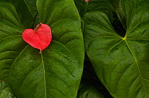 Anthurium (Anthurium sp) leaves and flower, lowlands of western Ecuador. South America