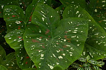 Anthurium (Anthurium sp) with variegated leaves, lowlands of Western Ecuador, South America