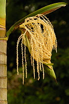 Palm tree (Palmae) with flower opening, lowlands of western Ecuador, South America