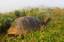 Galapagos Giant tortoise (Geochelone elephantophus vandenburghi) on rim of Alcedo Volcano, Isabela Island, Galapagos islands, Ecuador, South America