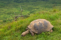 Galapagos Giant tortoise (Geochelone elephantophus vandenburghi) grazing on rim of crater, Alcedo Volcano, Isabela Island Galapagos islands, Ecuador, South America