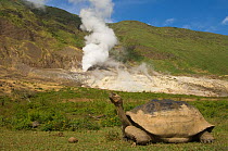 Galapagos Giant tortoise (Geochelone elephantophus vandenburghi) near steam vent, Alcedo Volcano crater floor, Isabela Island Galapgos islands, Ecuador, South America